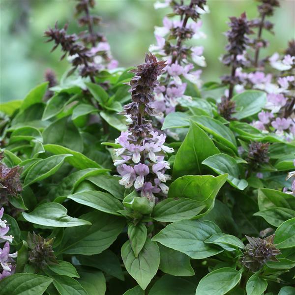 1,000 Basil Seeds Floral Spice Lavender Herb Seeds – Buy Bulk Seeds