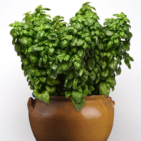 1,000 Basil Seeds Genovese Everleaf Herb Seeds – Buy Bulk Seeds