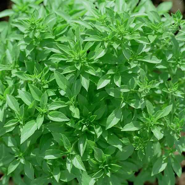 Basil Seeds Greek Basil Herb Seeds Organic – Buy Bulk Seeds