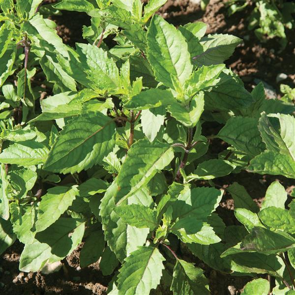 1,000 Basil Seeds Holy Basil Herb Seeds