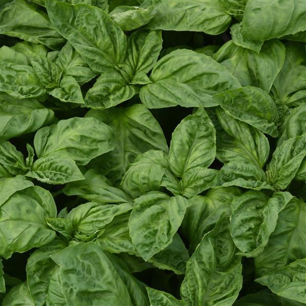 Basil Seeds Basil Newton Herb Seeds