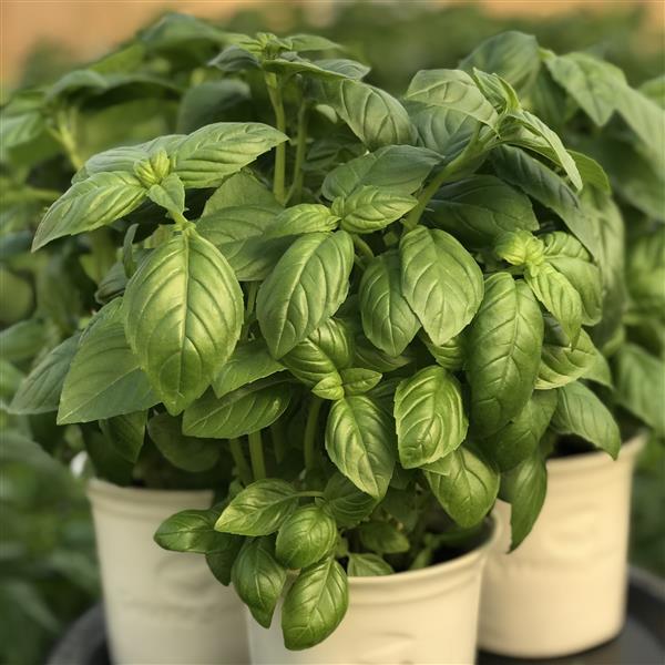 Basil Seeds Basil Prospera Active Aya Herb Seeds