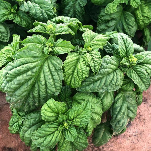 1,000 Basil Seeds Sweet Mammoth Ruffled Herb Seeds