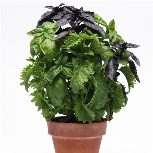 Try Basil SimplyHerbs™ Herb Seeds MPL Seeds – Buy Bulk Seeds