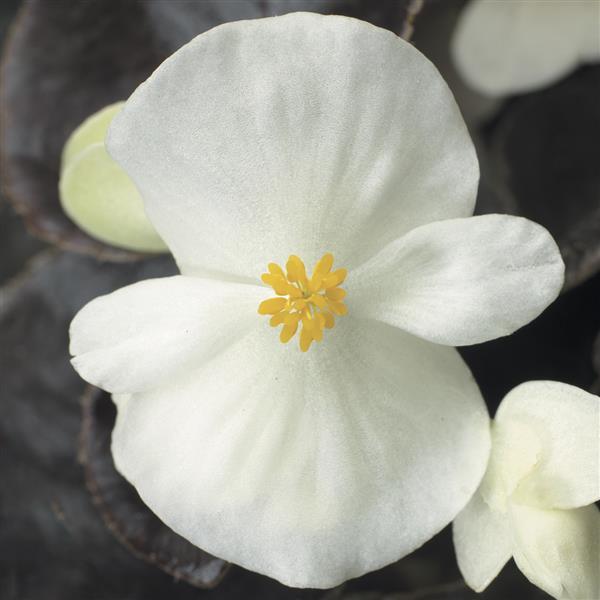 Begonia Seeds Begonias Harmony Plus White Pelleted Seeds