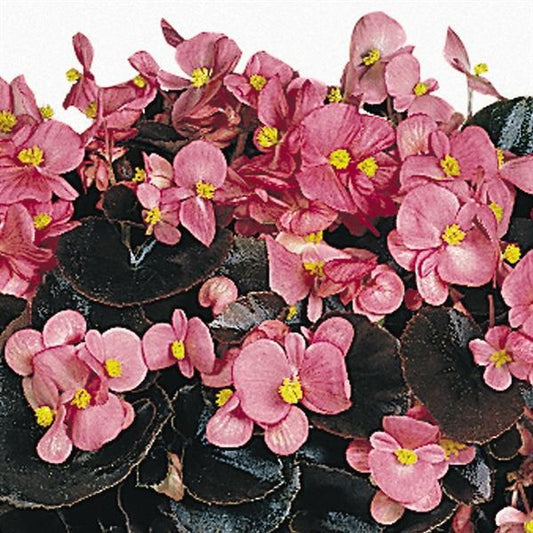 Begonia Seeds Begonia Cocktail Gin Pelleted Seeds