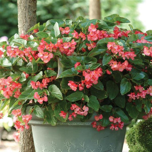 Begonia Seeds Begonia Dragon Wing® Pink Pelleted Seeds