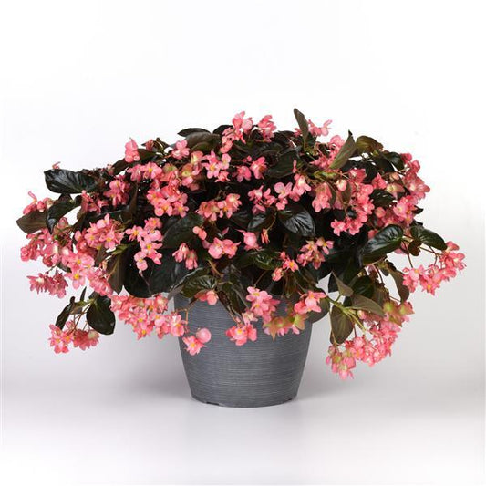 Begonia Seeds Begonia Dragon Wing® Pink Bronze Leaf Pelleted Seeds
