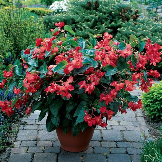 Begonia Seeds Begonia Dragon Wing® Red Pelleted Seeds