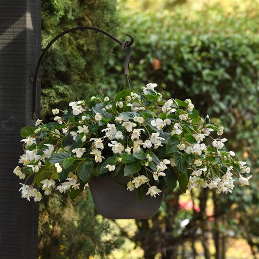 Begonia Seeds Begonia Dragon Wing® White Pelleted Seeds