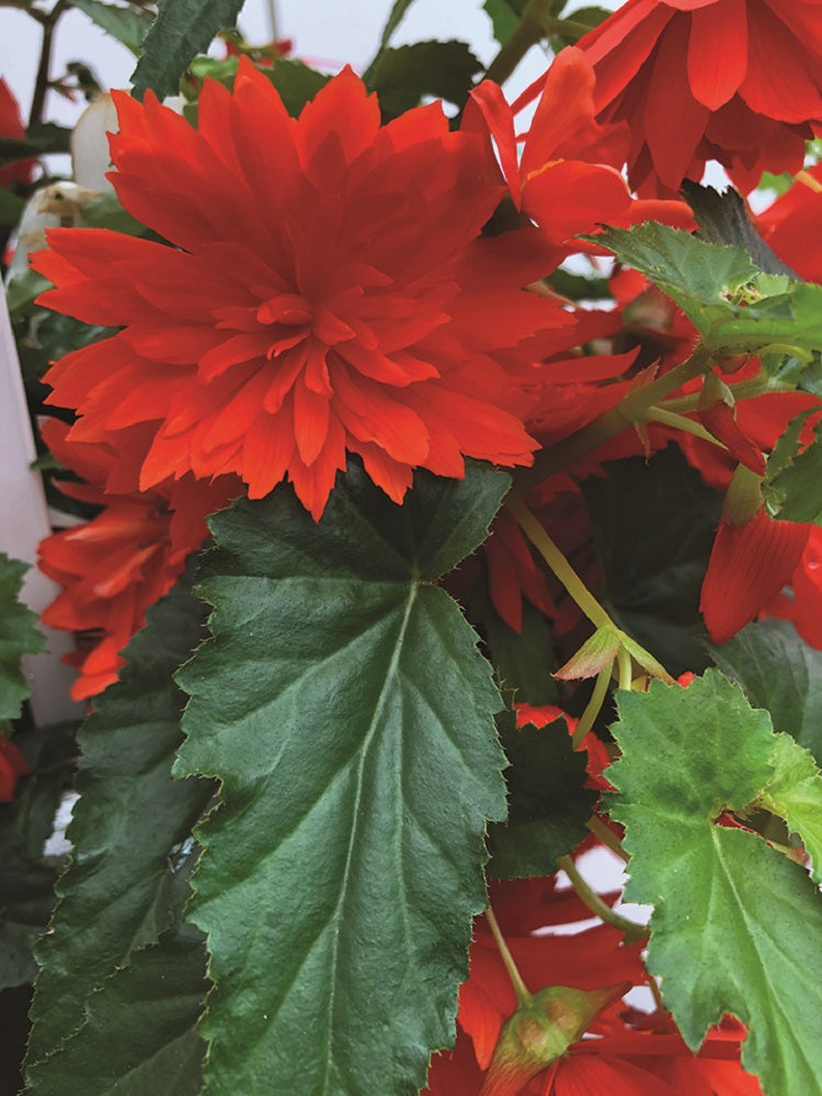 Begonia Seeds Begonia Funky Scarlet Pelleted Seeds