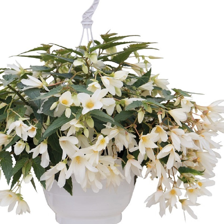Begonia Seeds Begonia Groovy White Pelleted Seeds