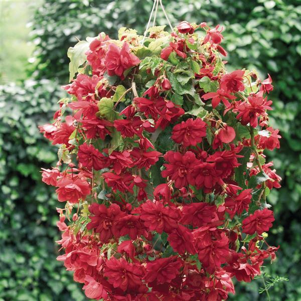 Tuberous Begonia Seeds Illumination Scarlet Begonia Pelleted Seeds