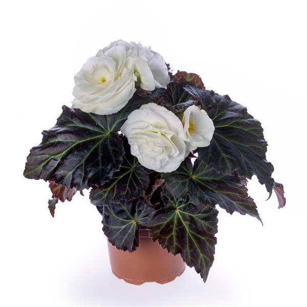 1,000 Pelleted Seeds Begonia Limitless Cream Shades