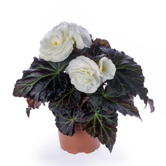 1,000 Pelleted Seeds Begonia Limitless Cream Shades