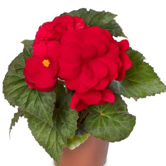 1,000 Pelleted Seeds Begonia Limitless Dark Red