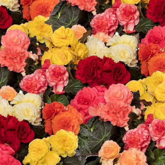 1,000 Pelleted Seeds Begonia Limitless Mix