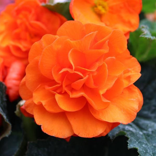 1,000 Pelleted Seeds Begonia Limitless Orange