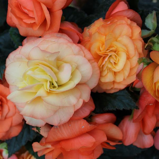 1,000 Pelleted Seeds Begonia Limitless Sorbet