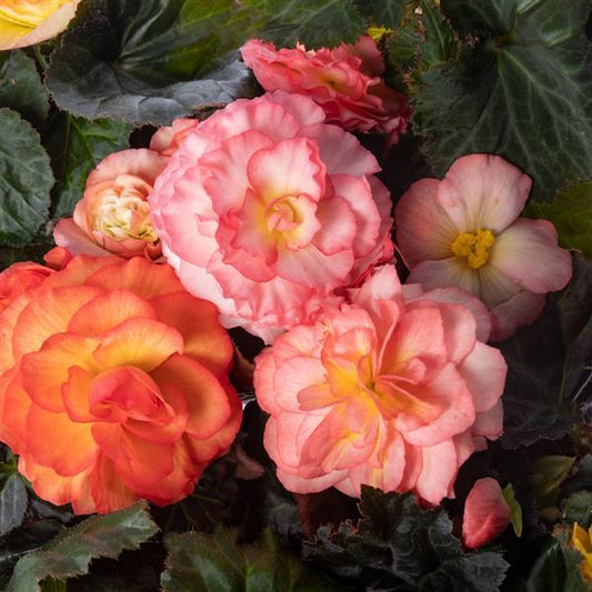 1,000 Pelleted Seeds Begonia Limitless Sunrise