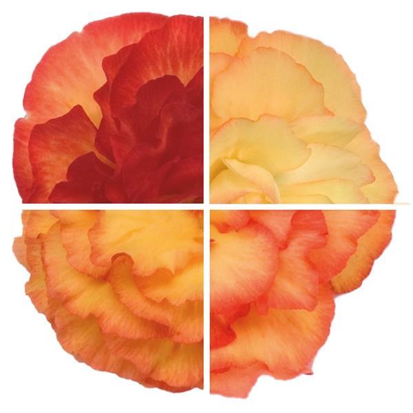 1,000 Pelleted Begonia Seeds Nonstop Flame