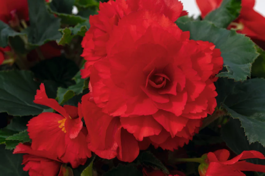 15 Pelleted Begonia 'Nonstop Fire' Seeds - Tuberous Begonia - Fresh Seeds