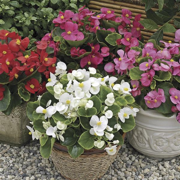 Begonia Seeds Begonia Prelude Plus Mix Pelleted Seeds