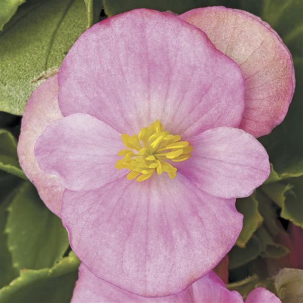 Begonia Seeds Begonia Prelude Plus Pink Pelleted Seeds
