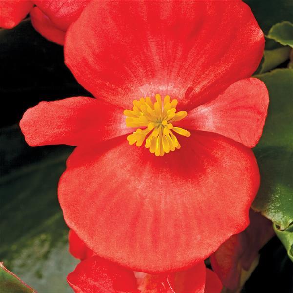 Begonia Seeds Begonia Prelude Plus Scarlet Pelleted Seeds