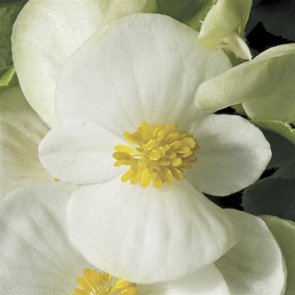Begonia Seeds Begonia Prelude Plus White Pelleted Seeds