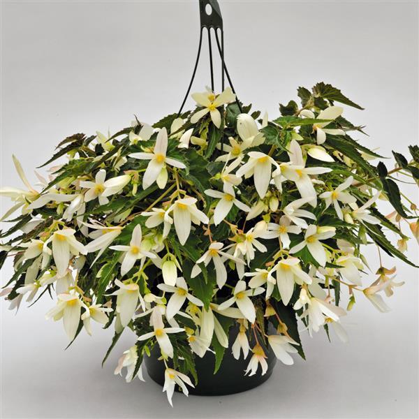 Begonia Seeds Sun Cities Santa Barbara Pelleted Seeds