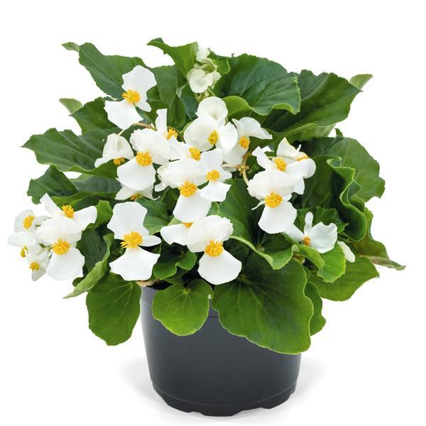 Begonia Seeds Begonia Whopper® White Green Leaf Pelleted Seeds