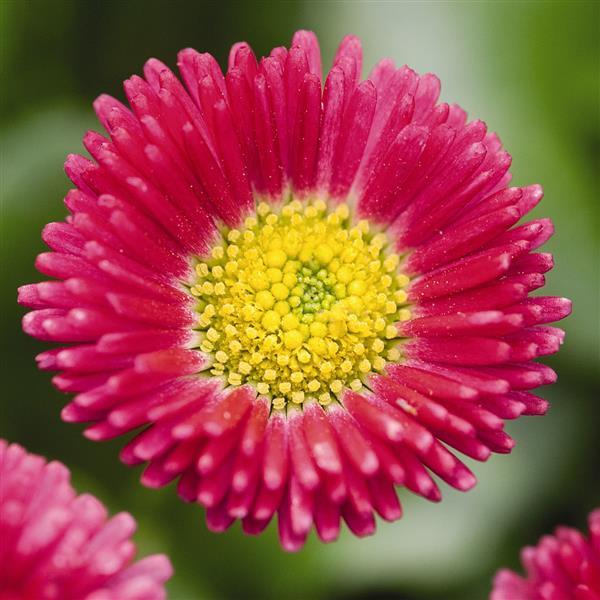 Bellis Seeds Speedstar Plus Red English Daisy 1,000 Pelleted Seeds