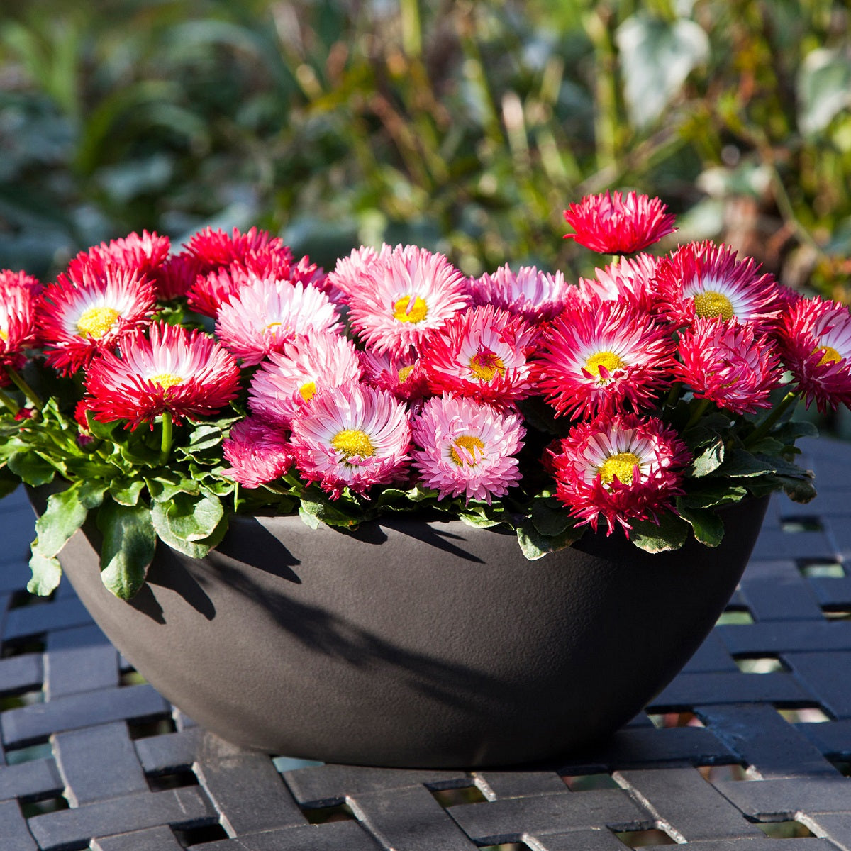 1,000 Pelleted Bellis Seeds Bam Bam Formula Mix English Daisy