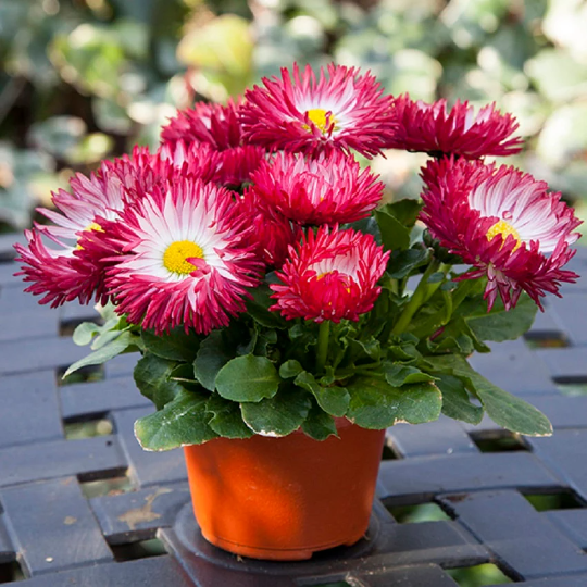 1,000 Pelleted Bellis Seeds Bam Bam Red English Daisy