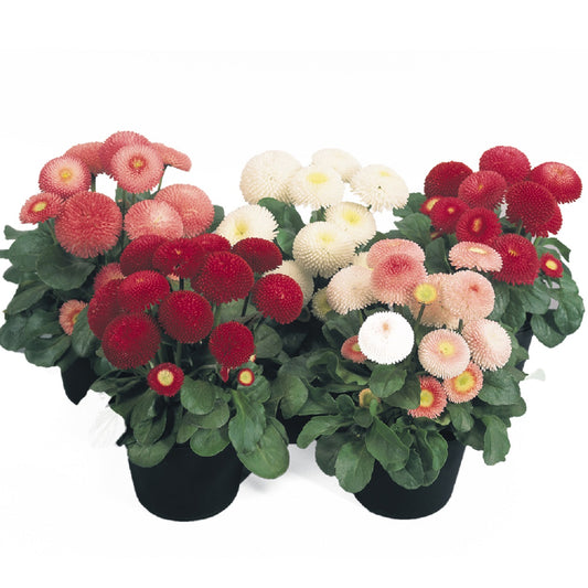 Bellis Seeds Tasso Mix English Daisy 1,000 Pelleted Seeds