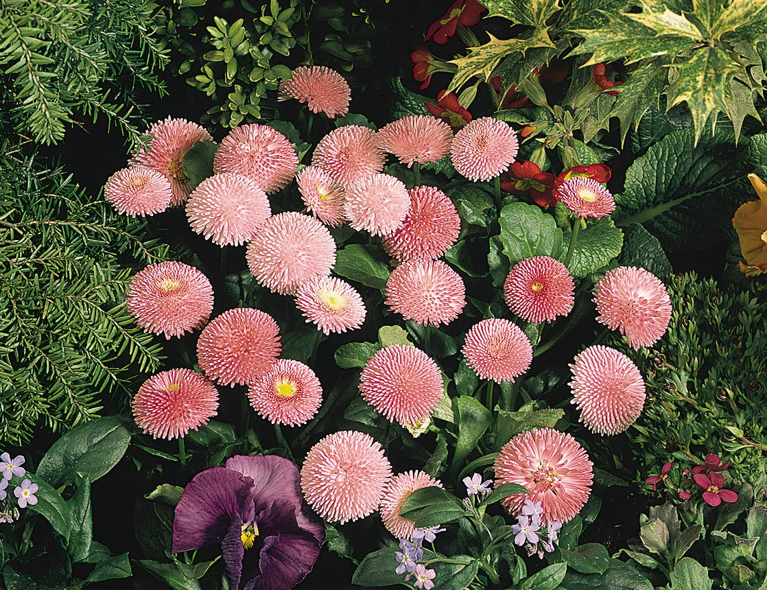 Bellis Seeds Tasso Pink English Daisy 1,000 Pelleted Seeds