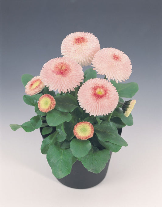 Bellis Seeds Tasso Strawberry Cream English Daisy 1,000 Pelleted Seeds