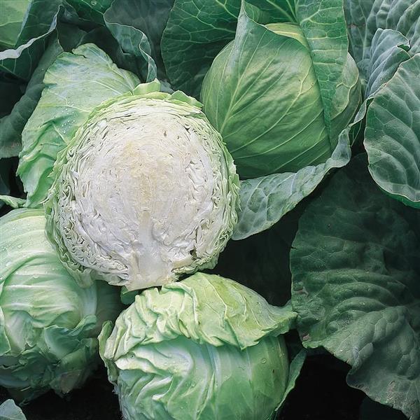 Cabbage Seeds Early Jersey Wakefield Vegetable Seeds Heirloom