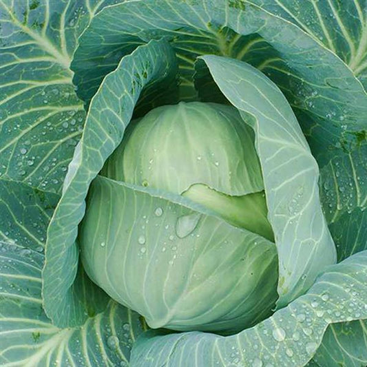 Cabbage Seeds Late Flat Dutch Vegetable Seeds Heirloom