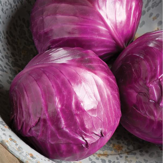 Cabbage Seeds Ruby Perfection Vegetable Seeds