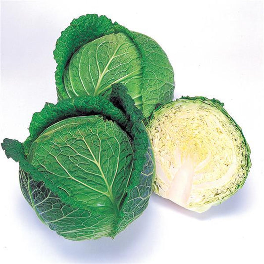 Cabbage Seeds Savoy Ace Vegetable Seeds