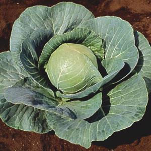 Cabbage Seeds Stonehead Vegetable Seeds