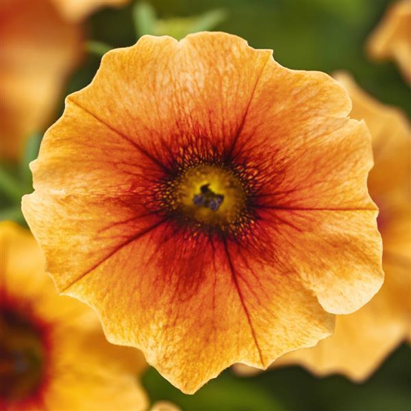 Caliburst™ Nectarine Petchoa Pelleted Seeds Flower Seeds