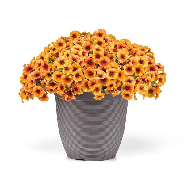 Caliburst™ Nectarine Petchoa Pelleted Seeds Flower Seeds
