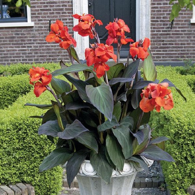 Canna Seeds Cannova® Bronze Orange Flower Seeds