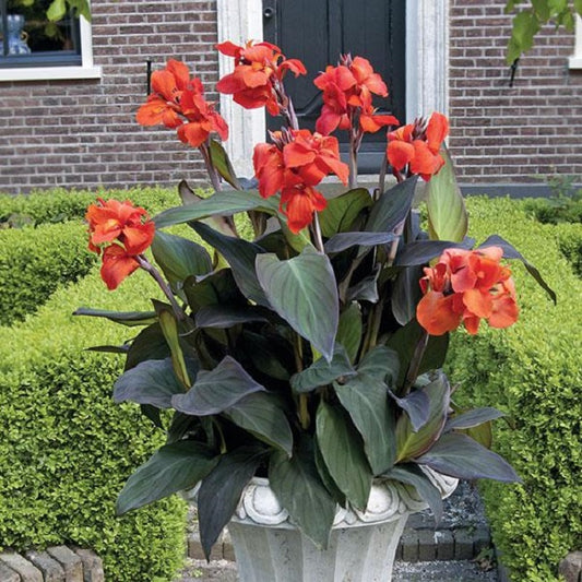 Canna Seeds Cannova® Bronze Orange Flower Seeds