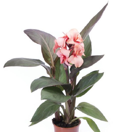 Canna Seeds Cannova® Bronze Peach Flower Seeds