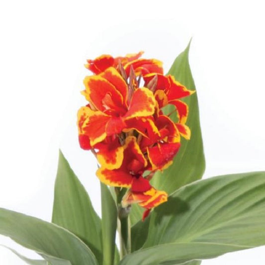 Canna Seeds Cannova® Red Golden Flame Flower Seeds