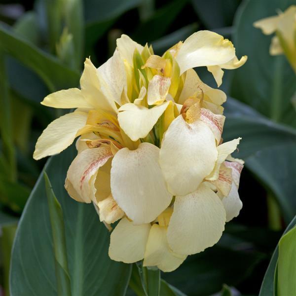 Canna Seeds Cannova® Lemon Flower Seeds